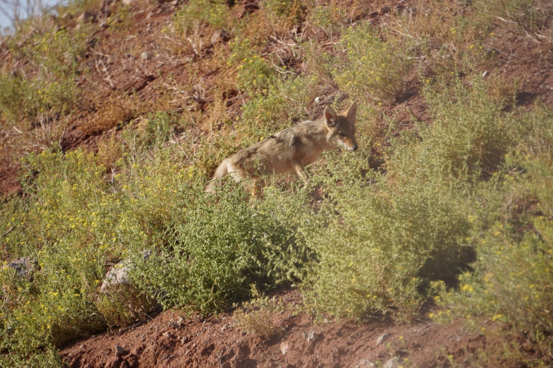 Cayote Piute San Juan