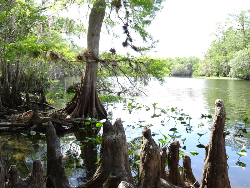 Ceder Knees--Hontoon Dead River.