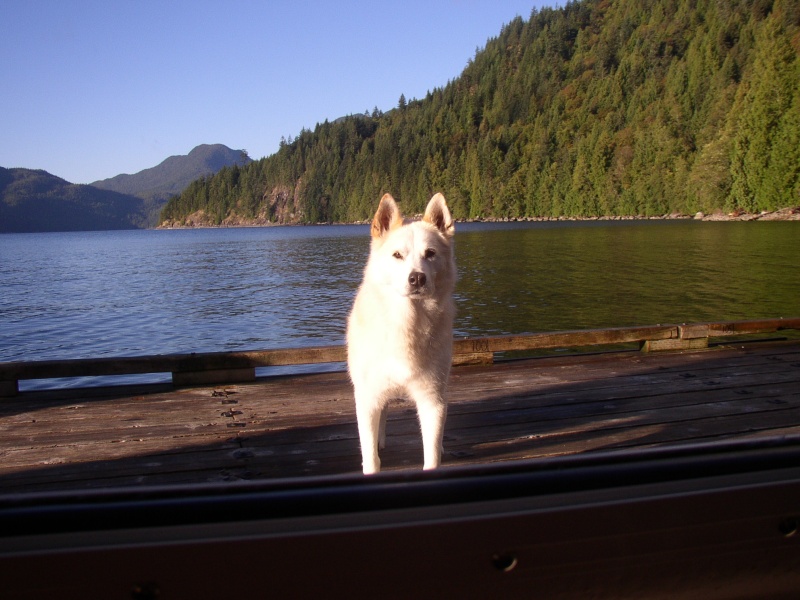 Chimo, Kyle's dog at Toba Wildernest