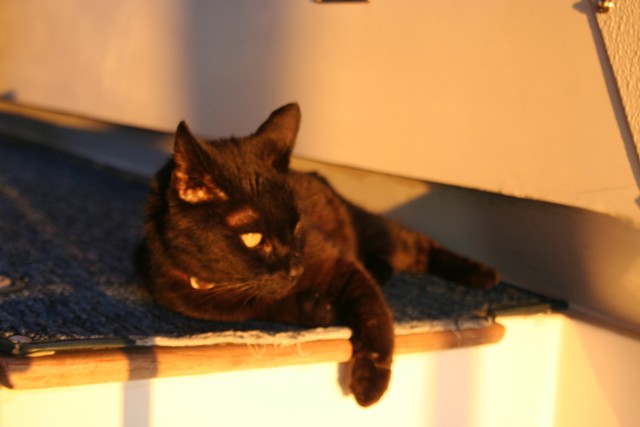 Chin Lee kitty cat at home on the boat