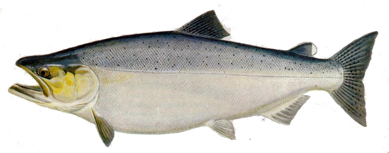 chinook salmon