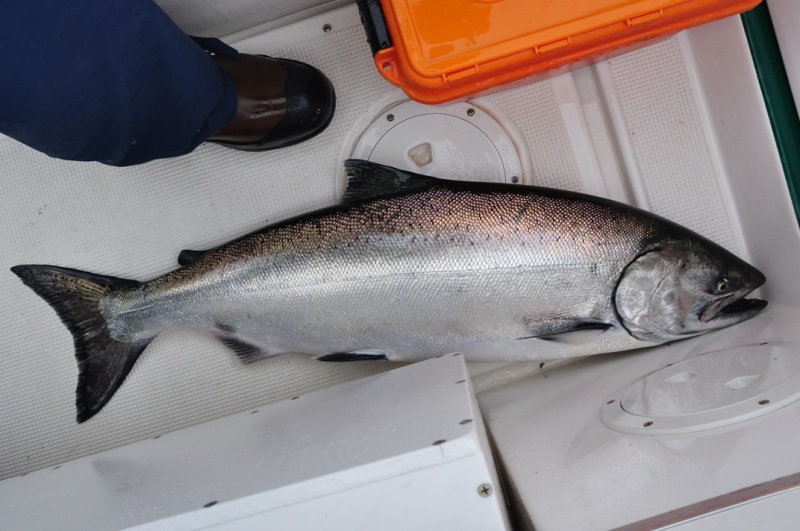 Chinook