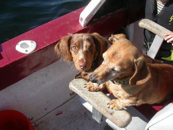 Chipper and Hoagy