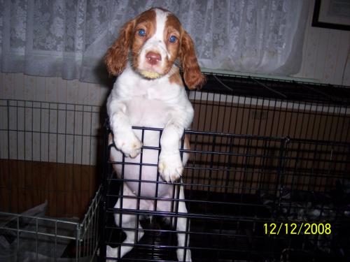 Chloe at 8 weeks