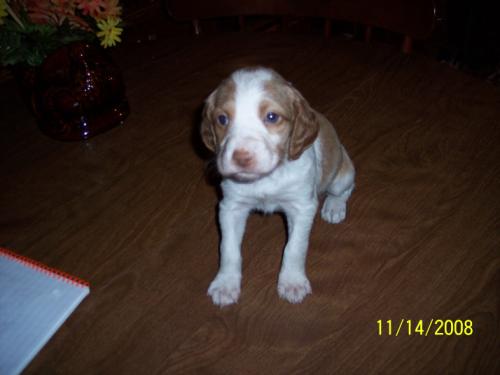 Chloe Zoe CVB at 4 weeks