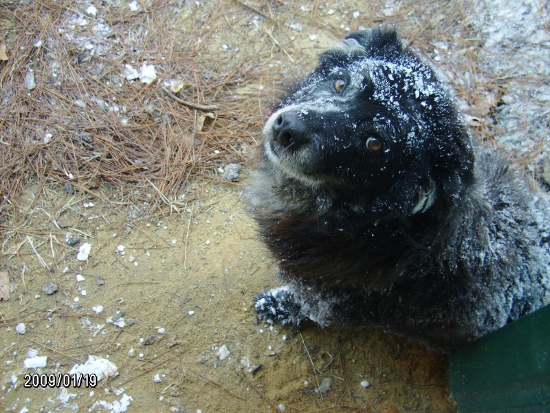 CJ not happy with the snow.