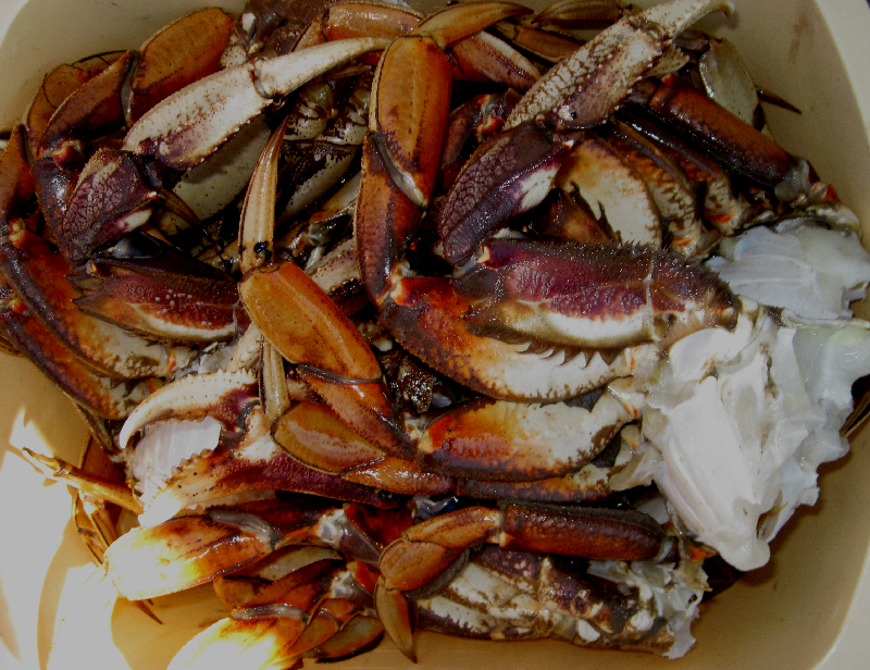 Cleaned and Ready to Cook - Crab Caught at Chuckanut Bay 7-30-11