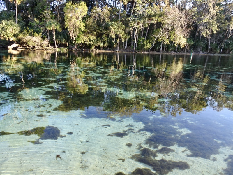 Clear water Silver Glen Springs.