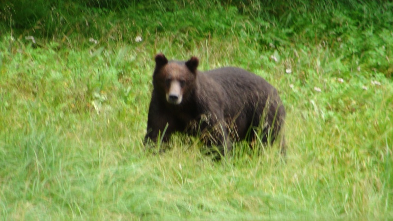 Close call.  This bear appeared on shore very close to me while I was drifting down stream in shallow water