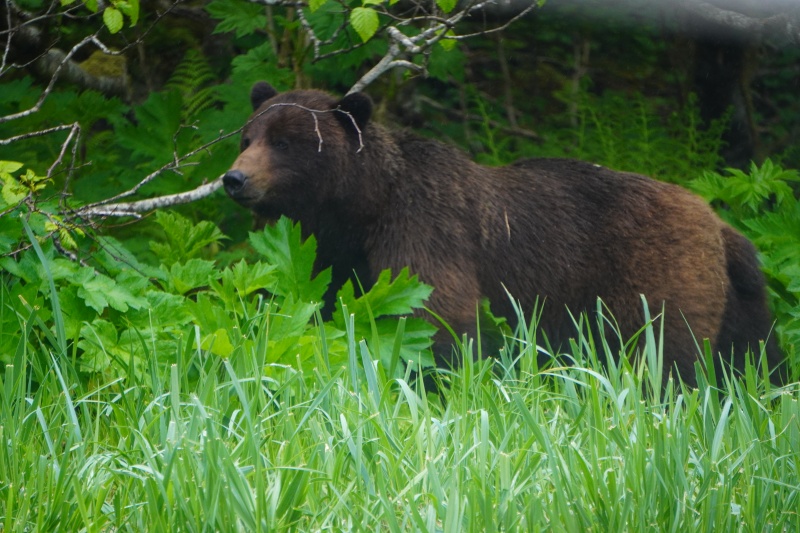 Close to beach bear photo by Wrenny