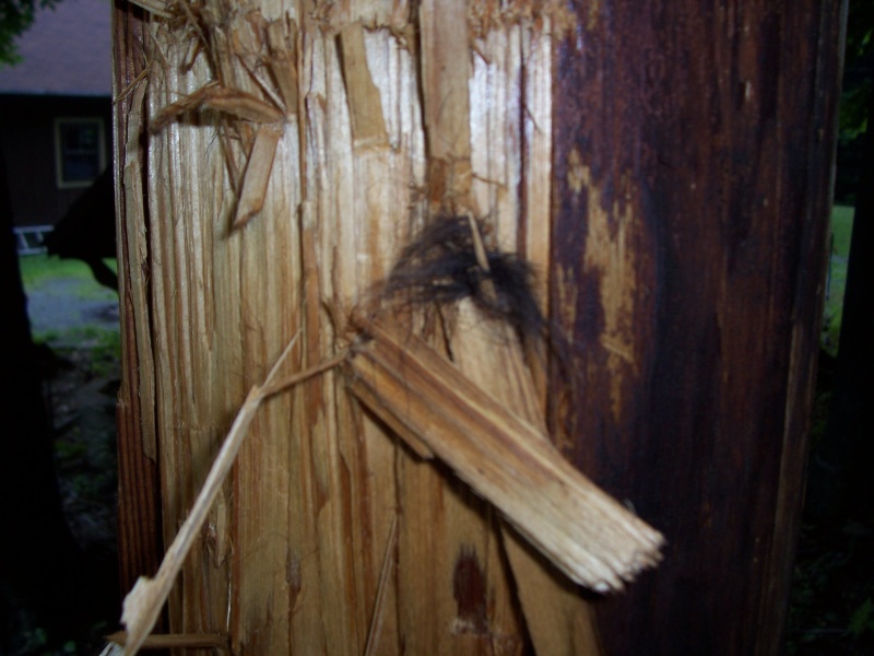 Close-up of telephone pole