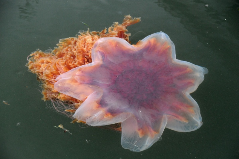 Closeup of Jellyfish
