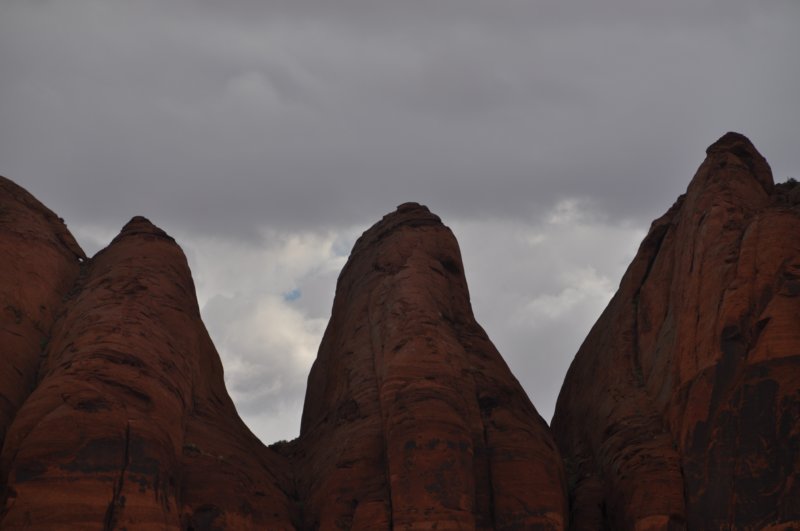 Closeup of the Elephants