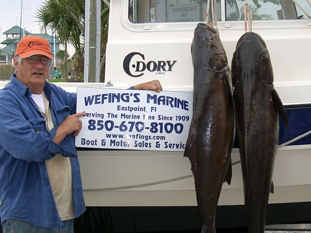 Cobia