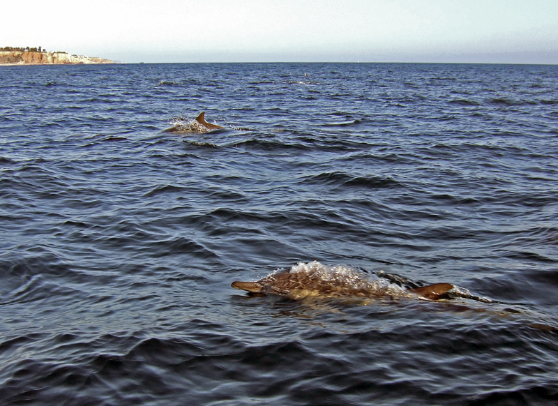 Common dolphins