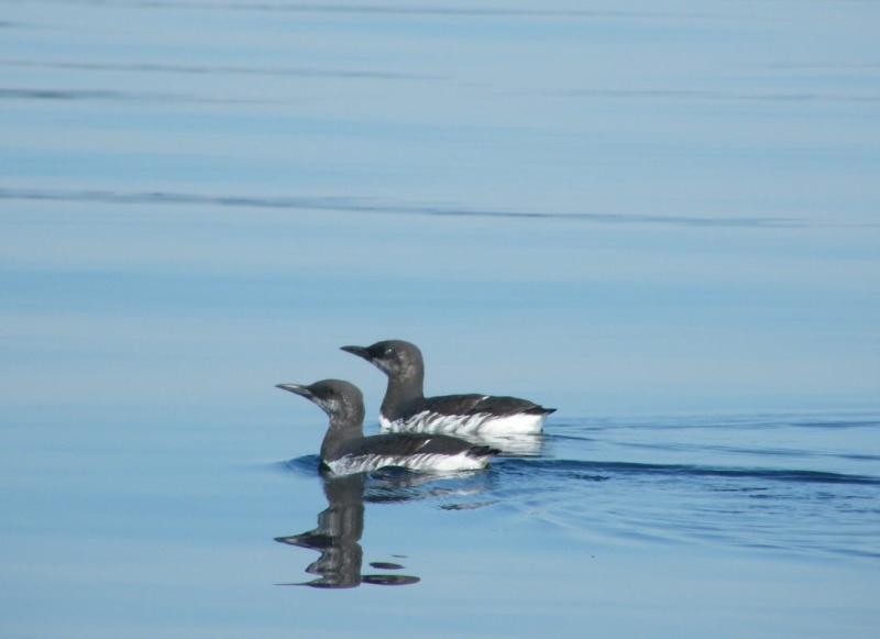 Common Murre