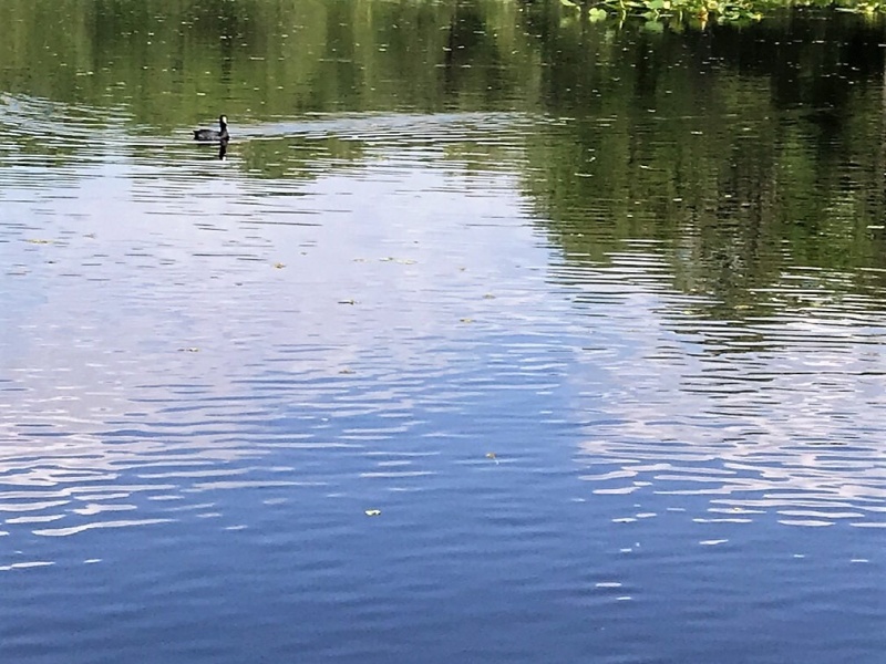 Coot, I believe.