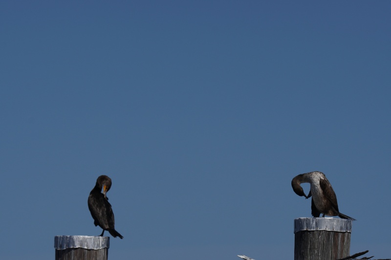 cormorants