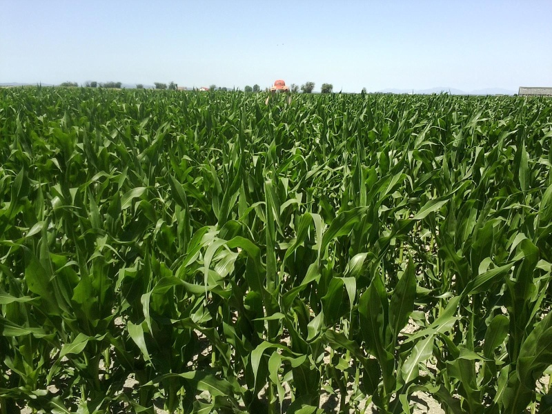 Corn 4th of July 2015