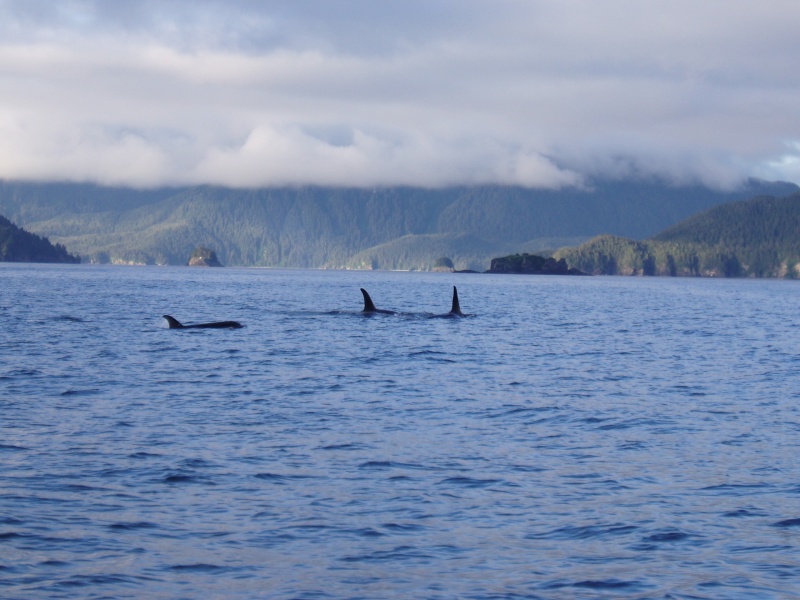 Coss Sound Orcas