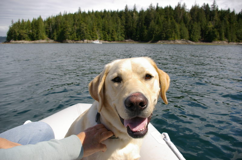 Cowan loves dinghy rides!
