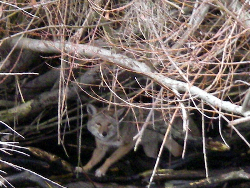 Coyote on the beach.