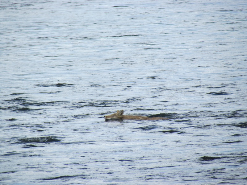 coyote or wolf swimming across the Yellowstone river