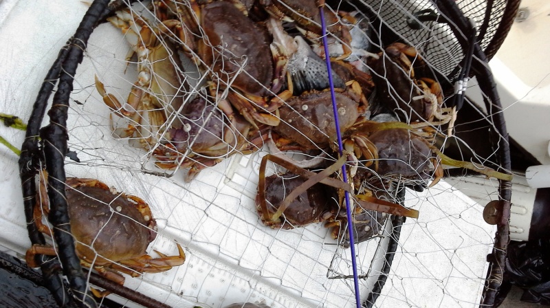 Crab near shipwreck
