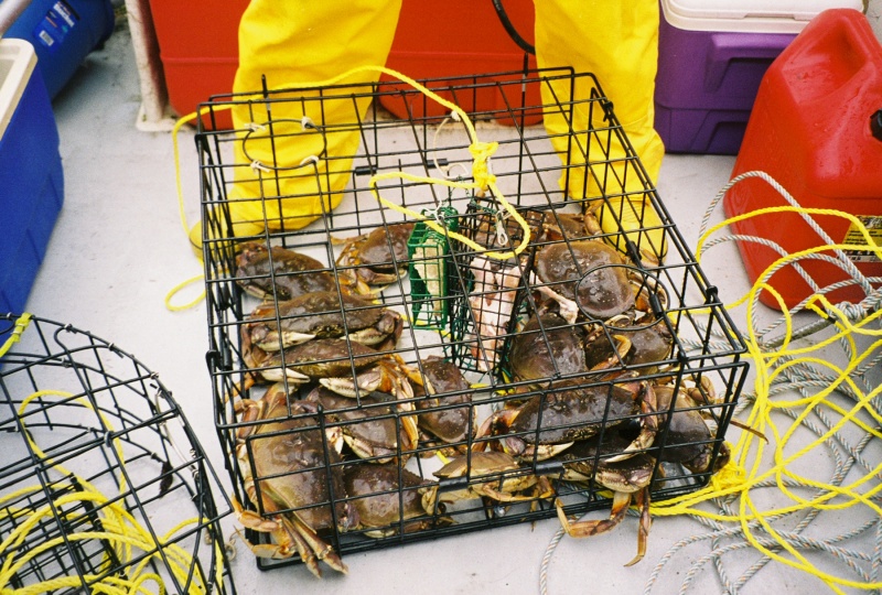 Crab05