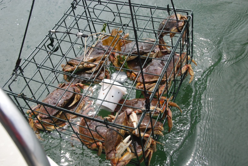 Crabbing in Westcott Bay, San Juan Island