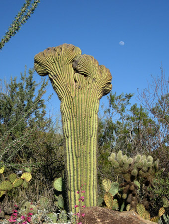 Crested Saguaro
