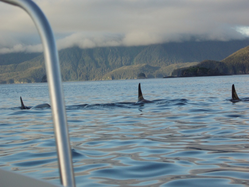 Cross Sound Orcas