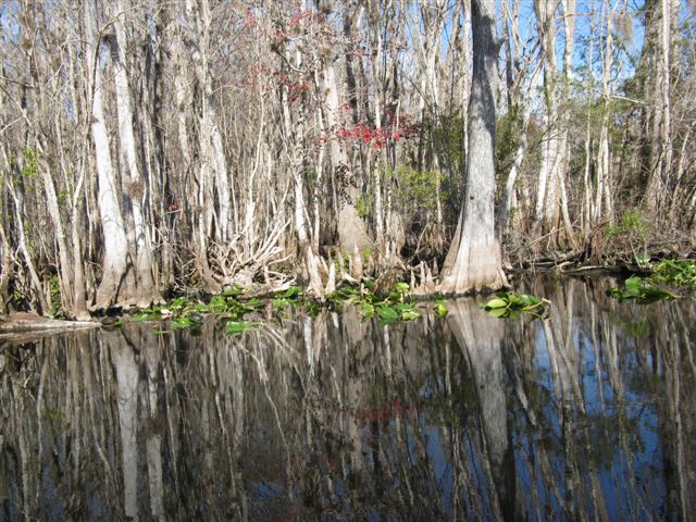 Cruising on the Ocklawaha River