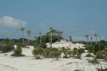 Cumberland Island, Ga