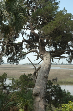 Cumberland Island