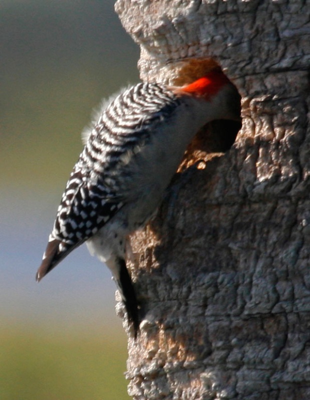 Curious Red Bellied Woodpecker