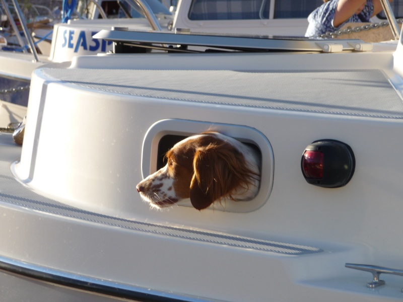 Cute Brittany on the C-Hawk, by Marti