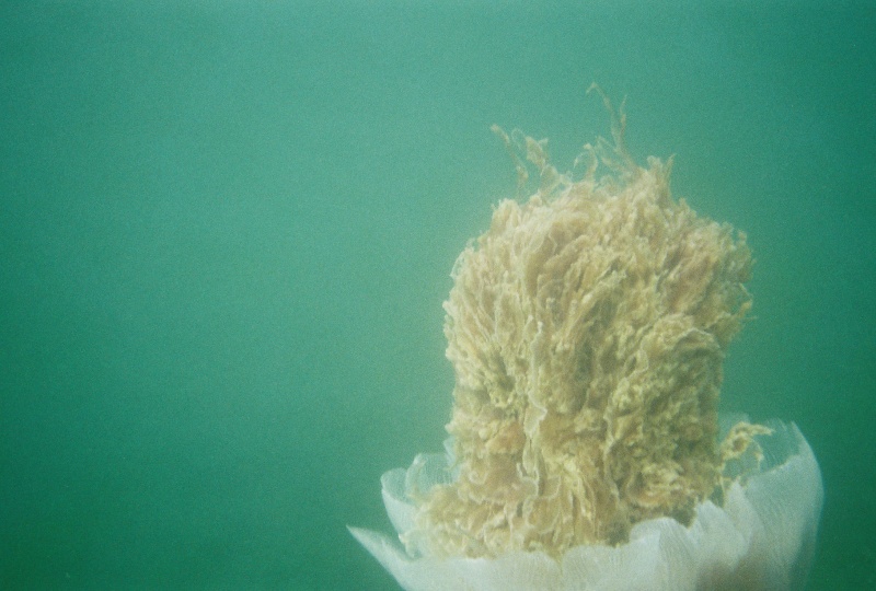 Cyanea, or Sea Blubber jellyfish. It was about 18 inches in diameter.
