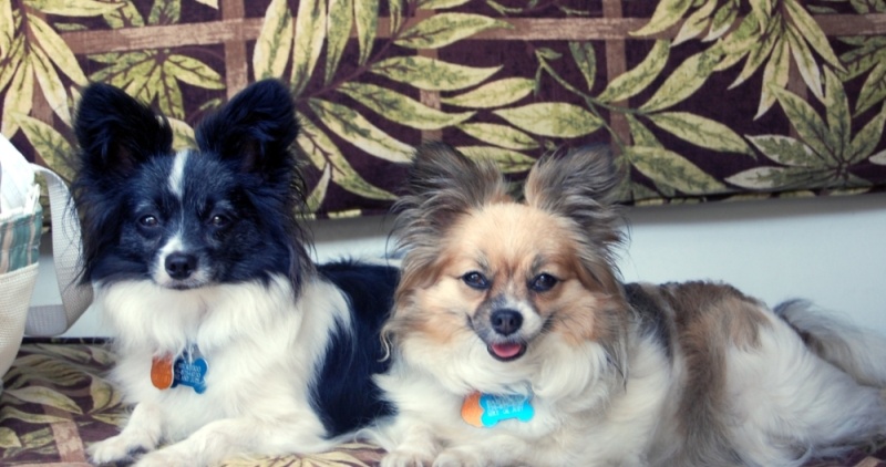 Dabber & Daisy (Boat Dogs)