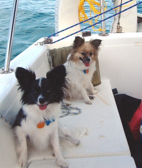 Daisy & Dabber...the Papillons