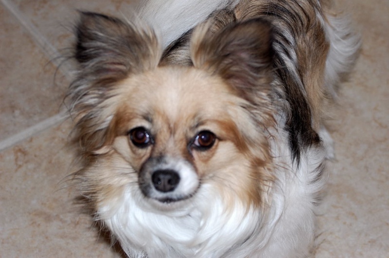 Daisy Mae...Just being pretty