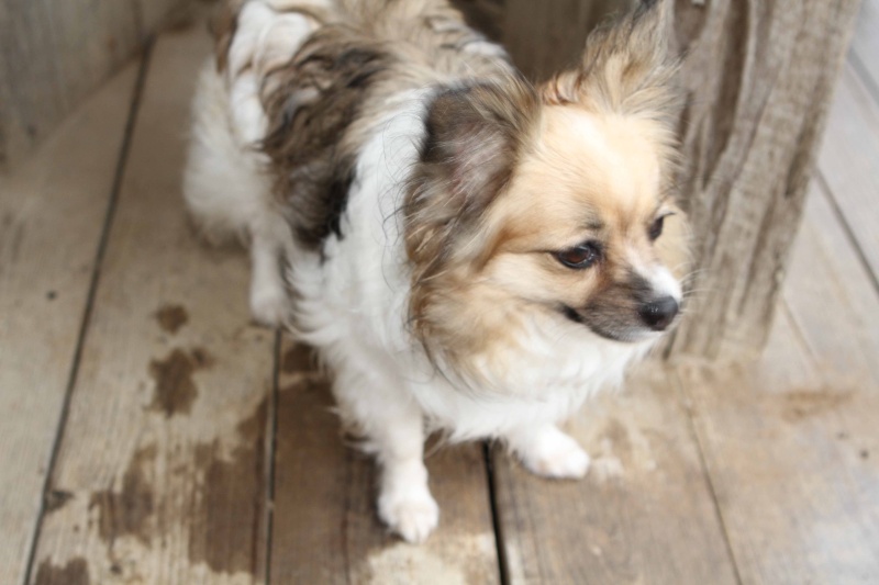 Daisy Mae..of Papillon fame
