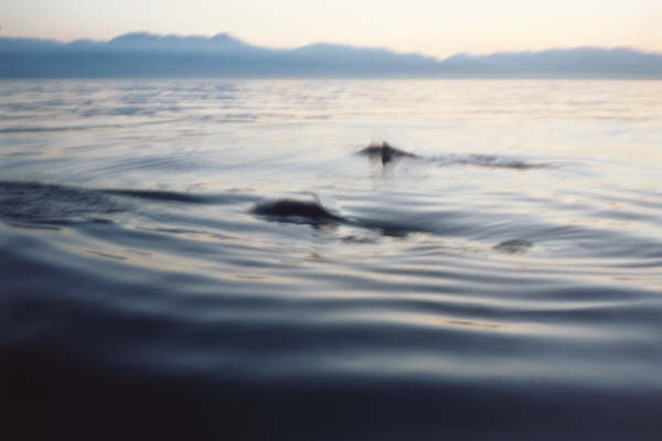 Dall Porpoises along for the ride