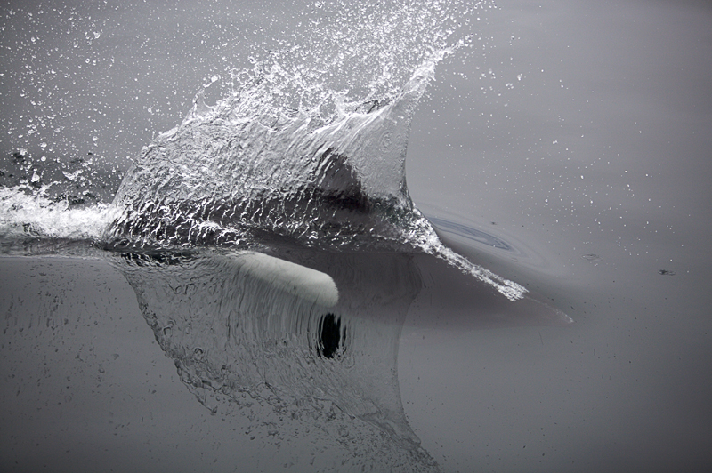 Dall's porpoise, Icy Strait, AK