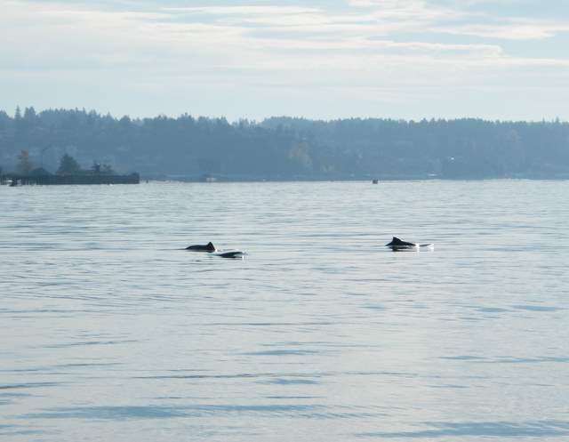 Dall's Porpoise