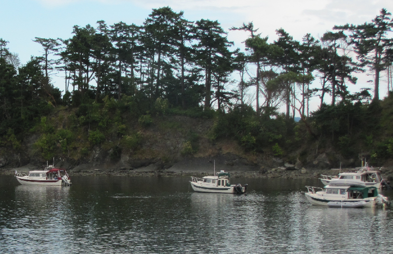 Daydream, C-Dancer, Halcyon and Knotty C at Fossil Bay 7-20-11
