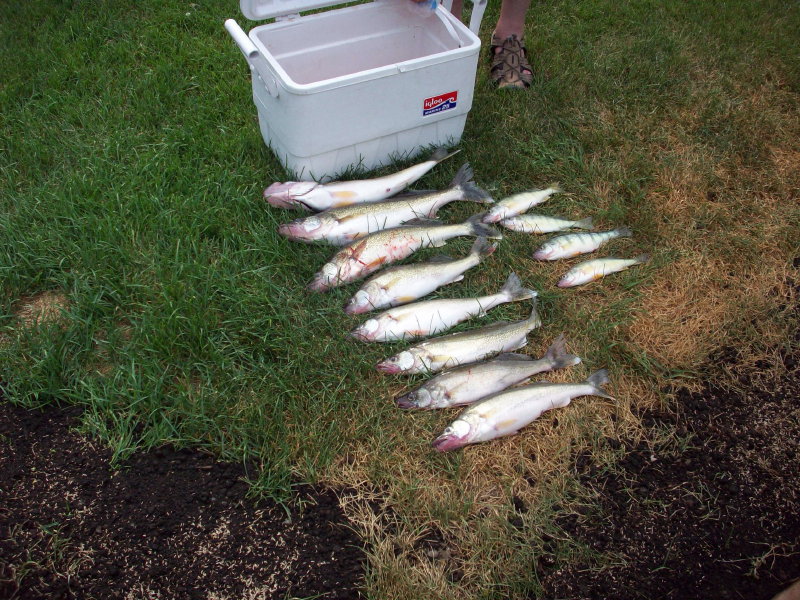 Day's catch of Lake Erie walleye and perch.
