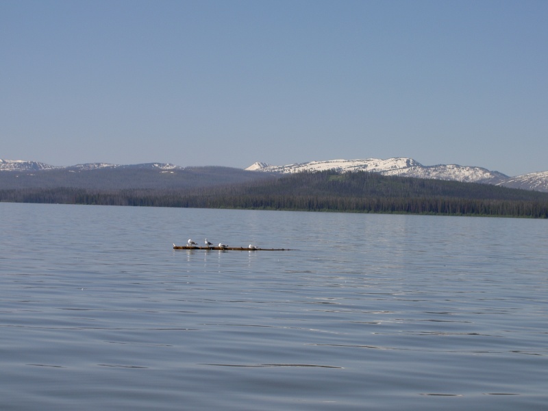 debri and gulls just like Alaska Inland Passage