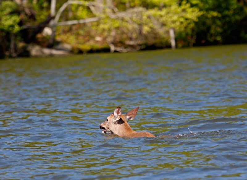 Deer-Crossing-Short-Creek