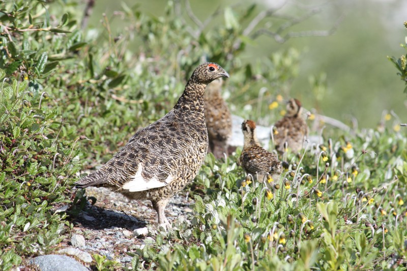 DEFENDIND THE CHICKS.jpg